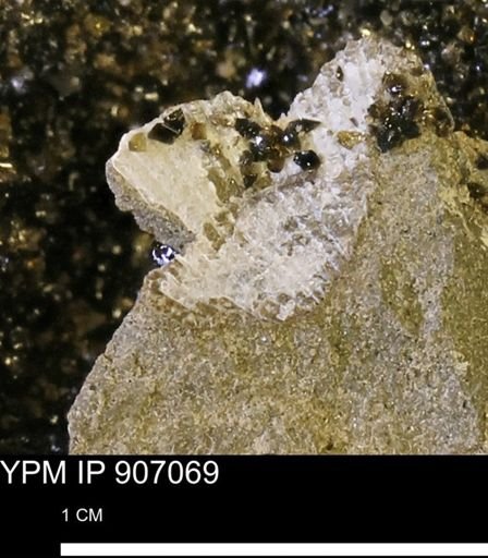 Oxytoma (Hypoxytoma) sp.