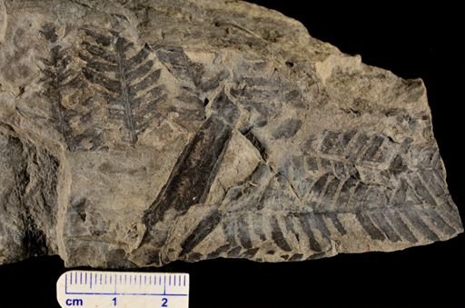 Cladophlebis methowensis