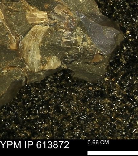 Inoceramus sp.