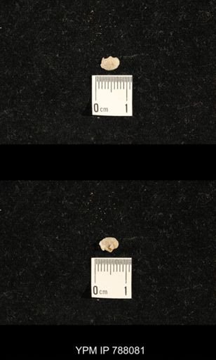 Brachiopoda