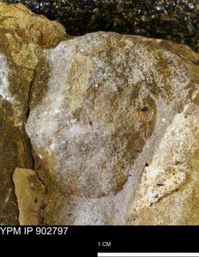 Baculites sp.