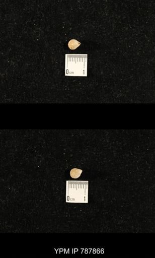 undet. Brachiopoda