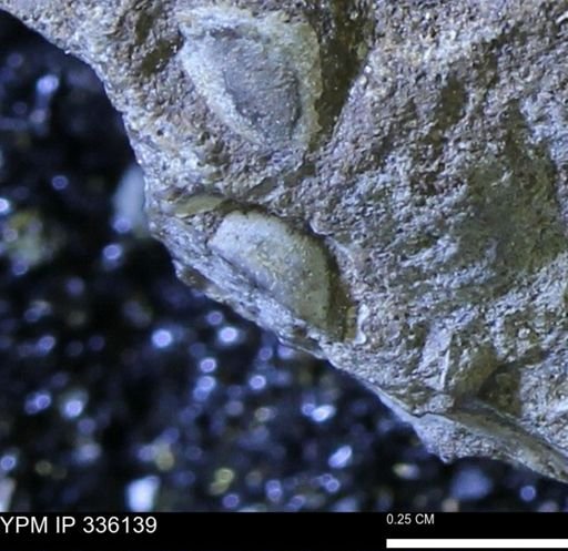 Protocardia subquadrata