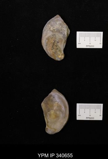 Ostrea translucida