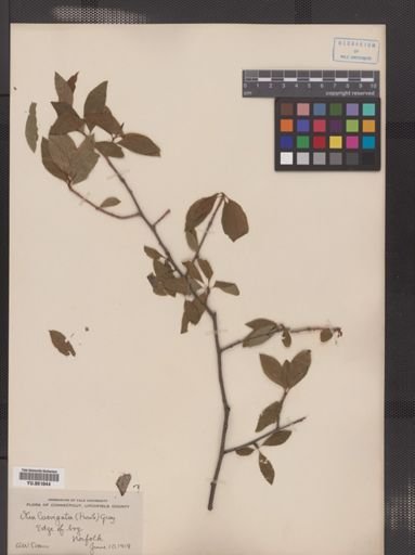 Ilex laevigata
