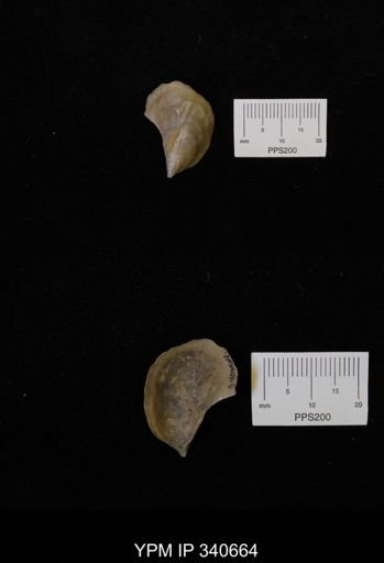 Ostrea translucida