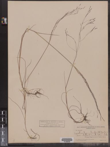 Agrostis perennans