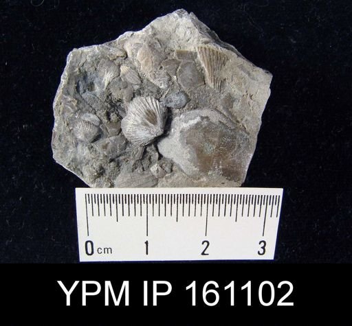 Dalmanella testudinaria