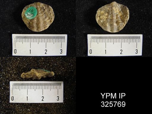 Atrypa hystrix occidentalis