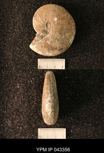 Hoploscaphites nicolletii