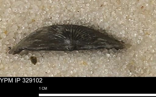 Chonetes scitulus