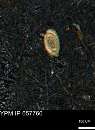 Spirolocammina subcircularis