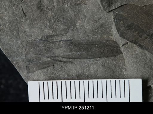 undet. Eurypterida