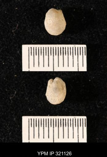 Dielasma breviplicatum