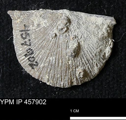 Strophodonta sp.