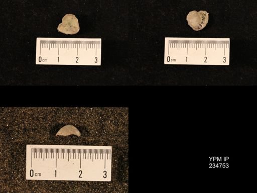 Marginifera splendens