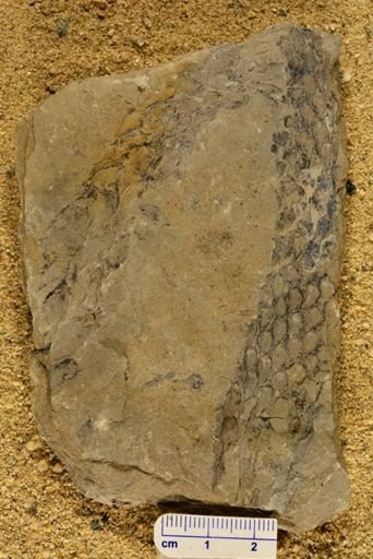 Lepidodendron hangingeri