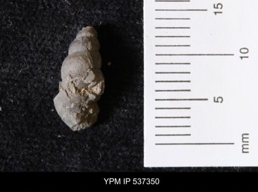 Goniobasis ortmanni