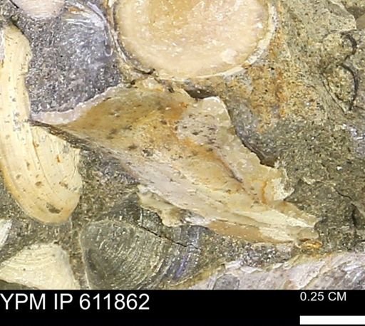Protocardia sp.