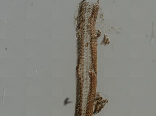 Elimia virginica