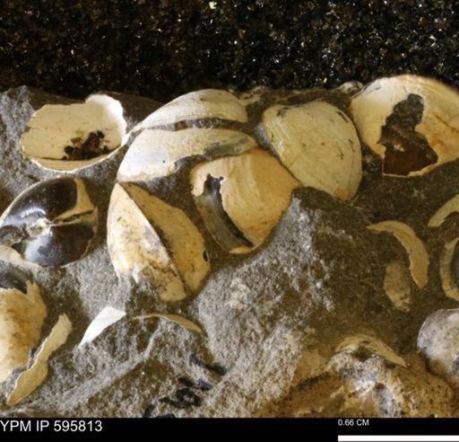 Protocardia sp.