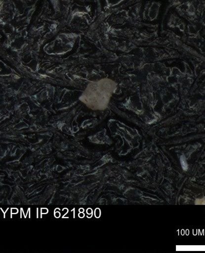 undet. Foraminiferida
