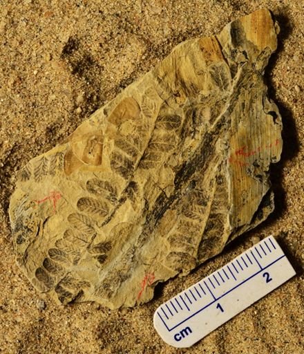 Pecopteris sp.