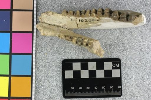 Agriochoerus latifrons