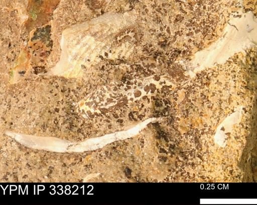 undet. Bivalvia