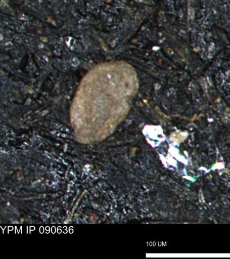 Spirolocammina subcircularis