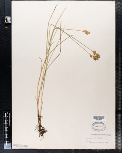 Carex scoparia
