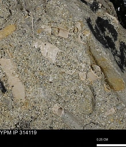 undet. Scaphopoda
