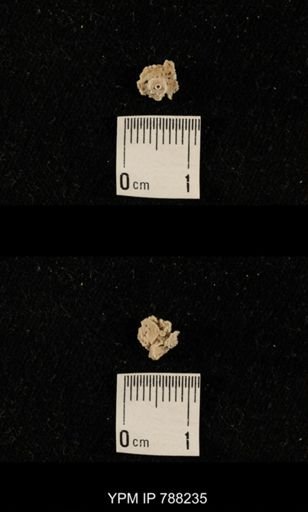 undet. Crinoidea