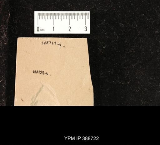 undet. Hymenoptera