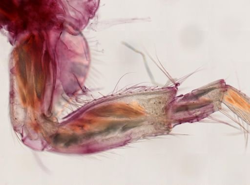 Oedicerotidae