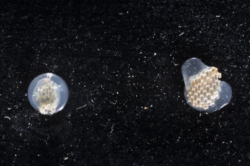 Jellyella tuberculata