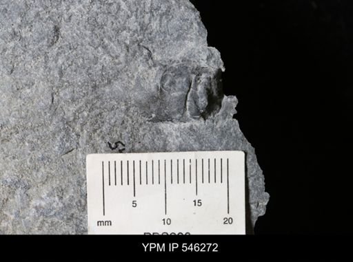 undet. Arthropoda