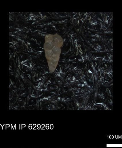 undet. Heterohelicidae
