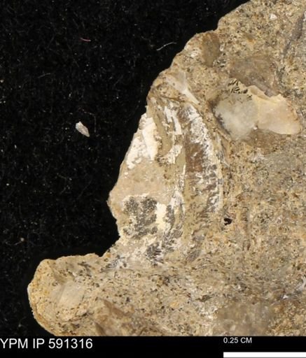 undet. Bivalvia