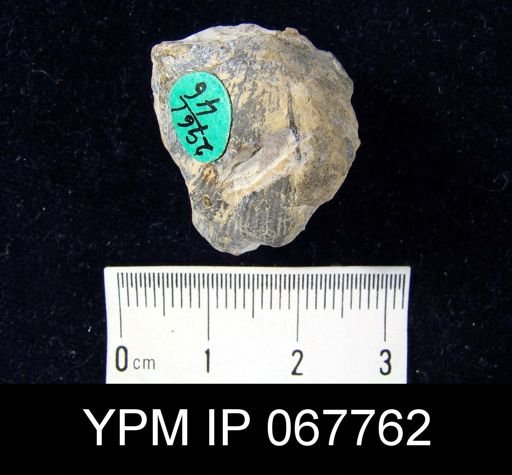 Stropheodonta varistriata