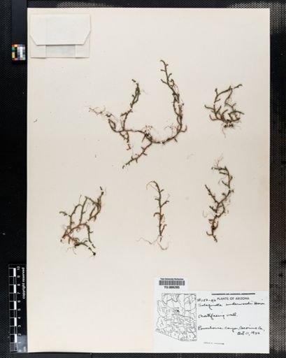 Selaginella