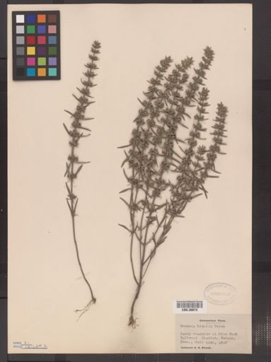 Hedeoma hispida