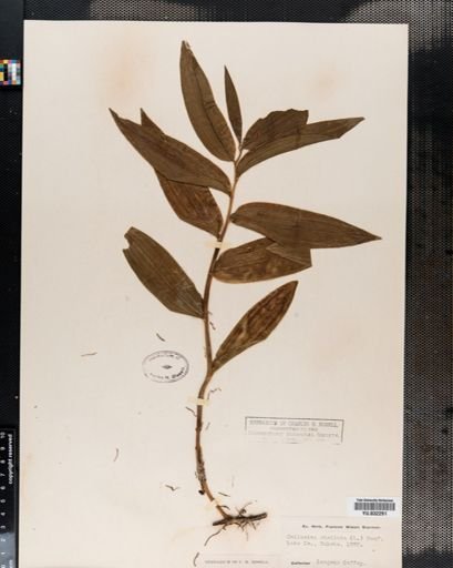 Maianthemum