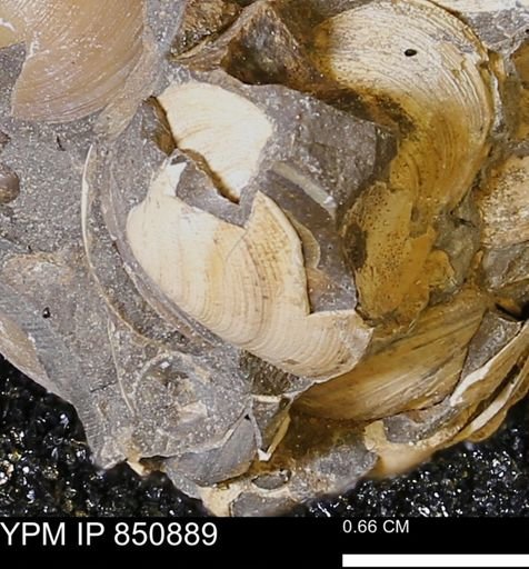 Limopsis striatopunctatus