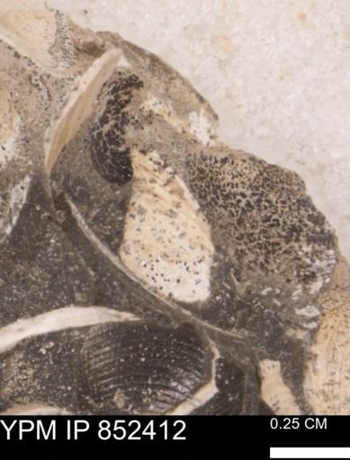 Limopsis striatopunctatus