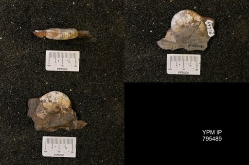 Hoploscaphites