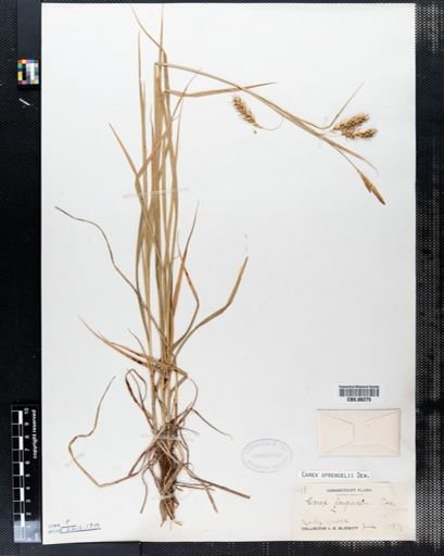 Carex sprengelii