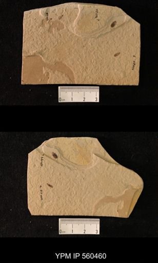 undet. Coleoptera