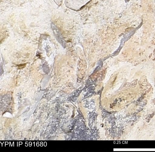 Serpulidae