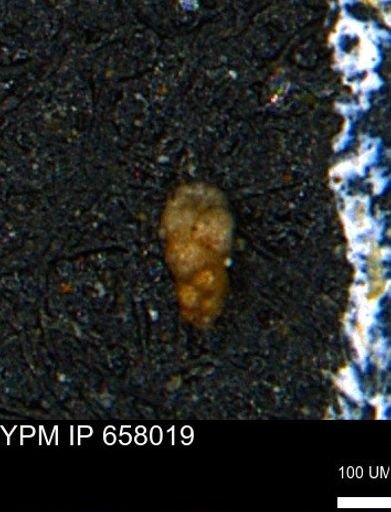 Verneuilinoides kansasensis